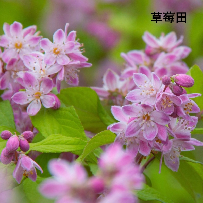 新品溲疏草莓田冰生雪樱花粉铃铛