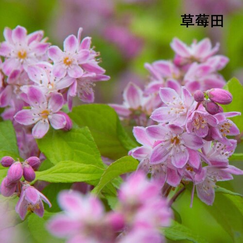 新品溲疏草莓田雪樱花斑丽粉铃铛