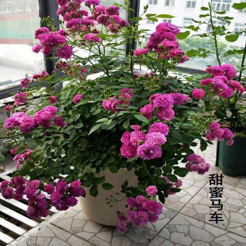 甜蜜马车浓香微型月季苗阳台盆栽