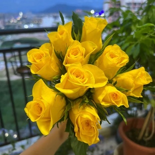 新品月季花苗契机阳台盆栽庭院三季开花花卉切花玫瑰抗病耐热直立