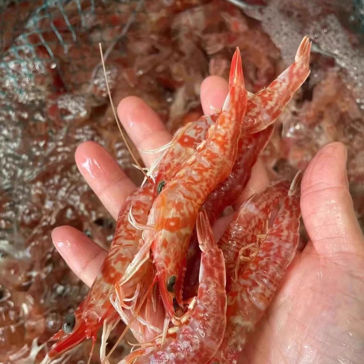 樱花虾鲜活野生刺身甜虾鸡冠虾冷冻特大斑节虾红虾海鲜水产大海虾