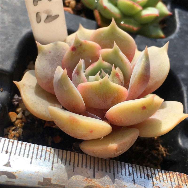 露娜莲丽娜莲一物一拍精养迷你多肉植物经典清晟园艺