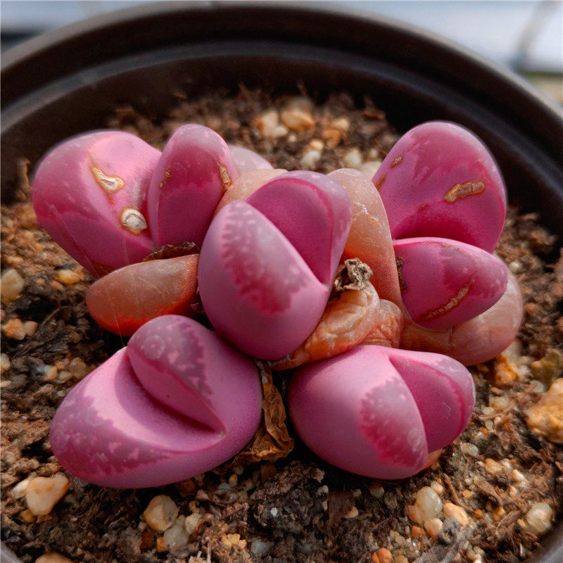 红大内生石花番杏科多肉植物清晟园艺满包邮4月中更新