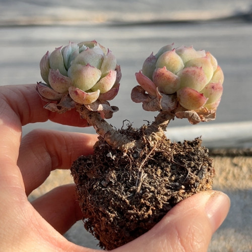 贝瑞桩