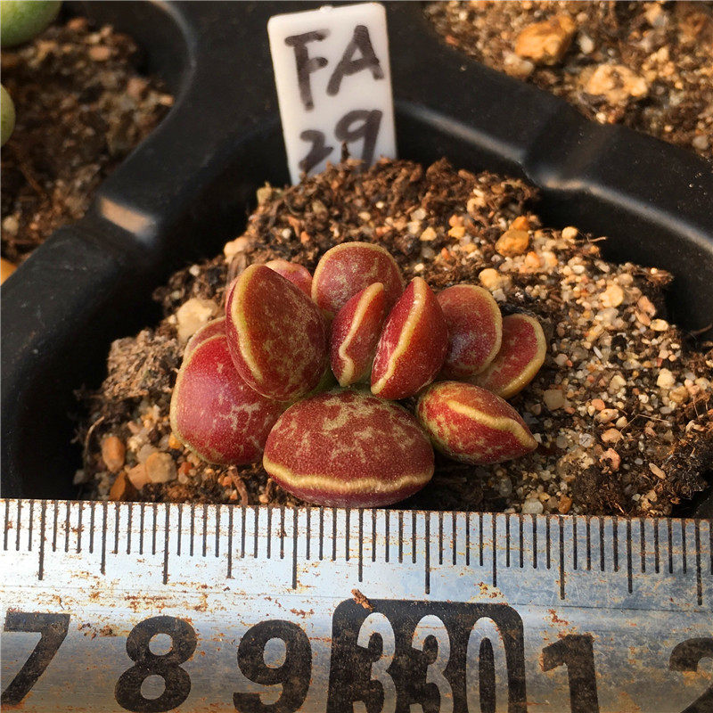 紫库伯水泡库伯多肉植物一物一拍 叶插苗小苗老桩控养