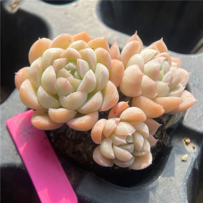 莎莎女王杂交一物一拍群生迷你精养多肉植物清晟园艺