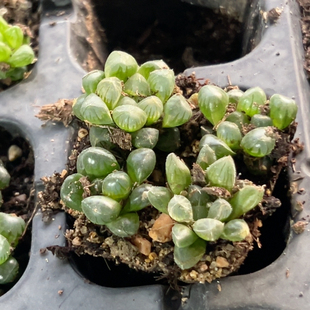 玉露一组4颗 迷你