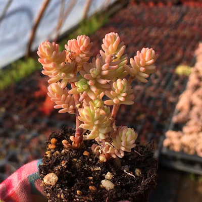 大薄雪万年草矶小松迷你小树