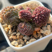 水泡多肉植物 优选 一物一拍清晟园艺38 直播5元 包邮 0104