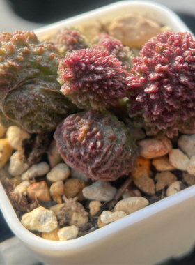 直播5元水泡多肉植物 优选  一物一拍清晟园艺38包邮0513