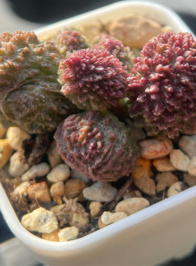 易养水泡多肉植物稀有