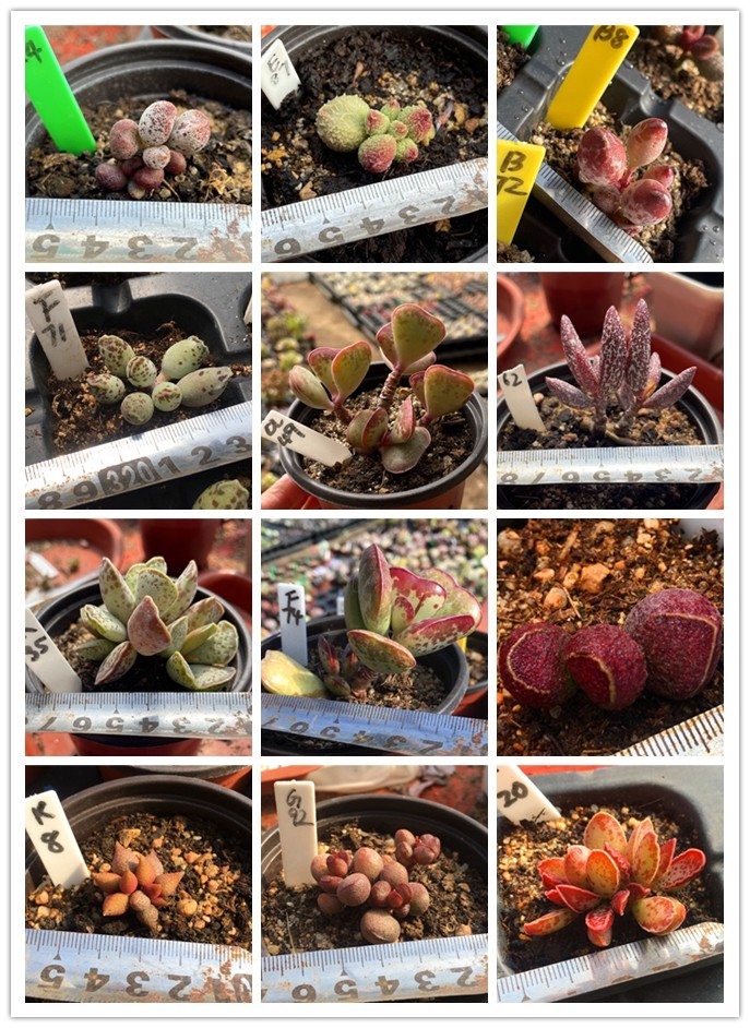 红蛋库伯海豹爱心水泡多肉植物精养迷你小株清晟园艺满38元包邮