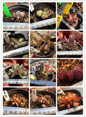 水泡多肉植物精养迷你