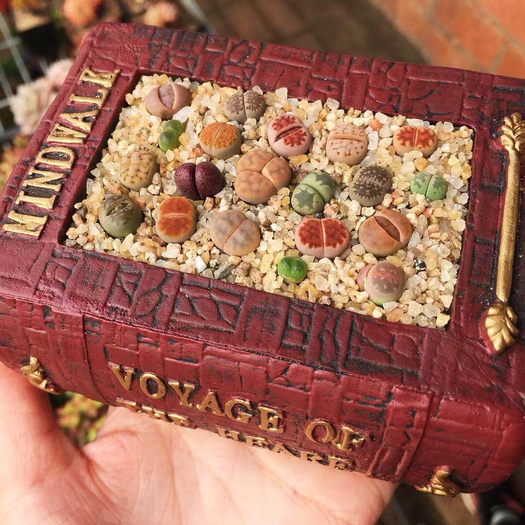 生石花特价多肉植物一物一拍花纹玉红窗玉番杏科7月末更新