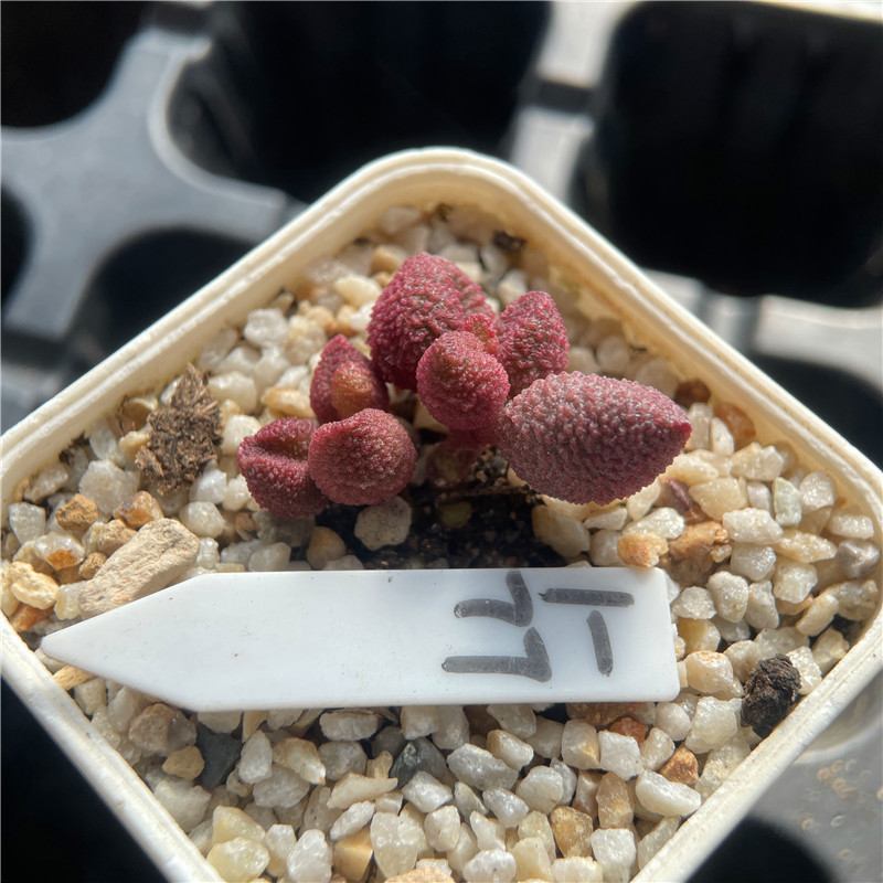 水蜜桃水泡一物一拍多肉植物