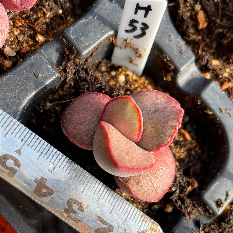 磨砂蛋水泡一物一拍白雪公主戴安娜98硬叶粉雪蛋多肉植物,鲜花速递/花卉仿真/绿植园艺,多肉植物,淘宝优惠券,粉丝福利购,淘宝优惠卷