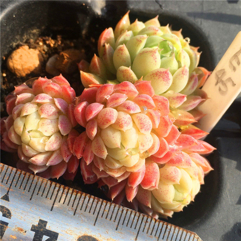 羊脂球小红衣杂交一物一拍迷你小包子群生多肉植物