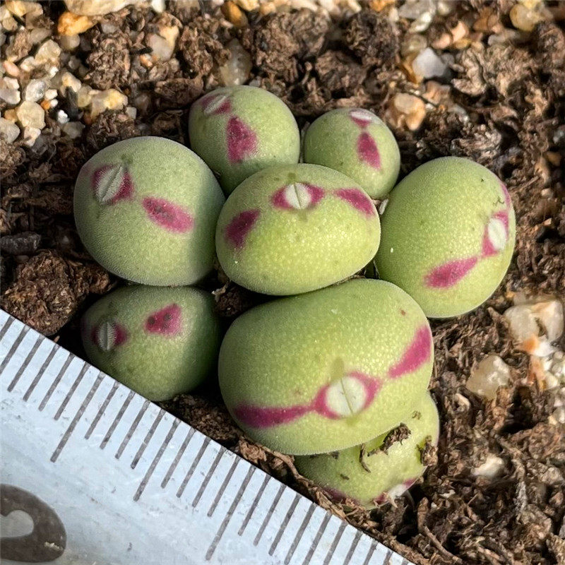 紫武部肉锥 一物一拍 紫式部番杏科多肉植物清晟园艺