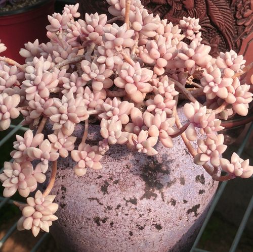 姬秋丽粉色小桩多肉植物一物一拍