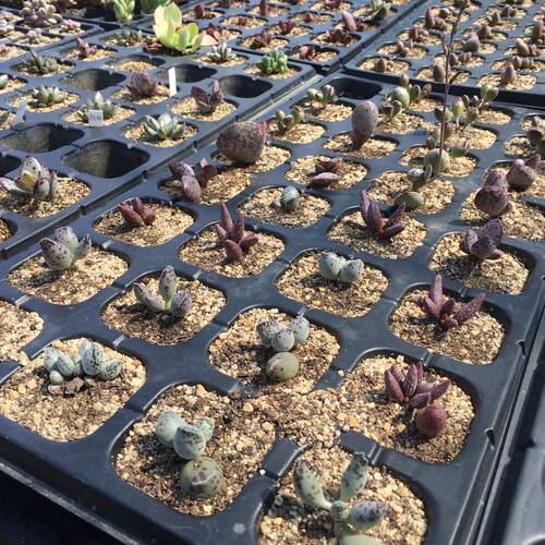 水泡叶插苗多肉植物叶片精养迷你