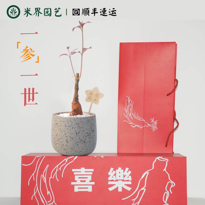 安第参盆栽客厅阳台可食用礼物