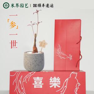 安第参盆栽客厅阳台可食用礼物