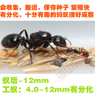 工匠收获蚁 蚂蚁活体蚂蚁蚁后宠物蚂蚁活体蚁后蚁收获新蚂蚁后