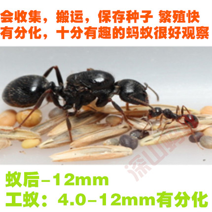 工匠收获蚁 蚂蚁活体蚂蚁蚁后宠物蚂蚁活体蚁后蚁收获新蚂蚁后