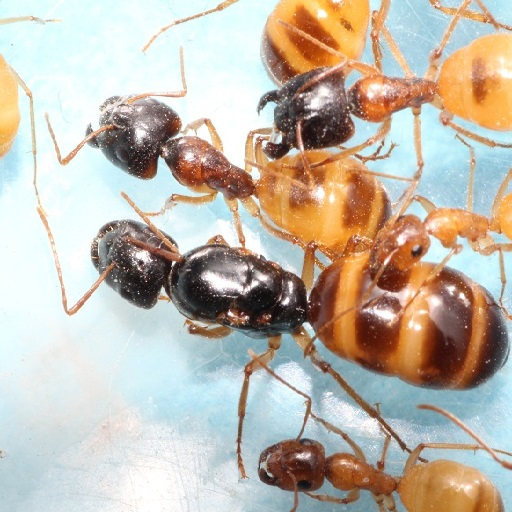 Темно-пятнистый турецкий горбоносый муравей Camponotus turcestanus обучение фотографированию домашних животных вживую Изображение 1