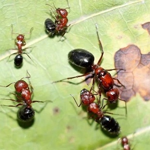 缺刺弓背蚁 小突厥弓背蚁