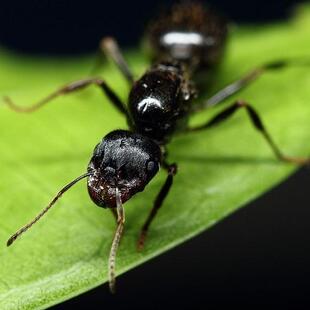 强壮收获蚁 Messor nondentatus 新后现货