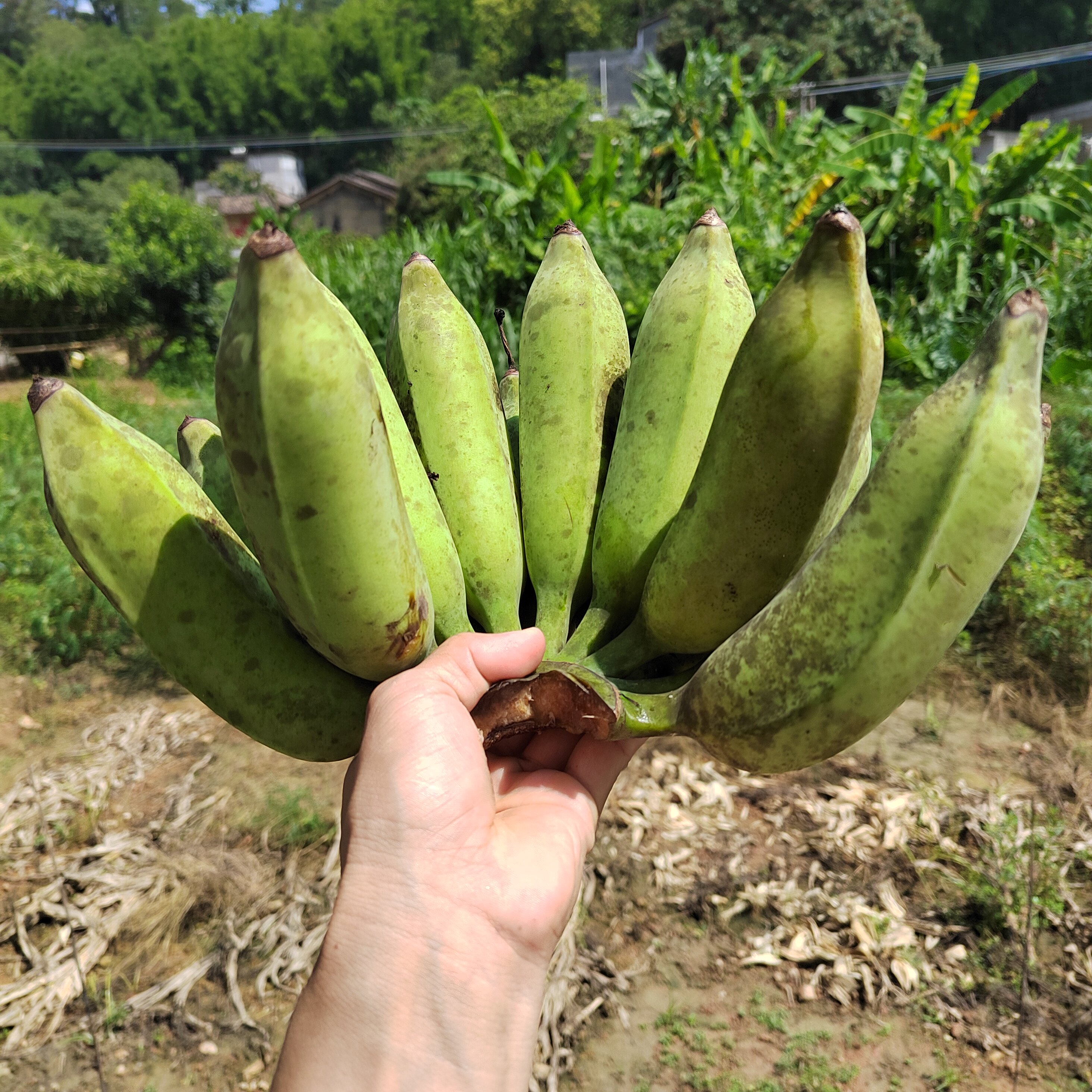 广东信宜粉蕉新鲜采摘发货5斤农家自种植自然成熟无催熟青皮香蕉