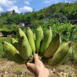 广东信宜粉蕉新鲜采摘发货5斤农家自种植自然成熟无催熟青皮香蕉