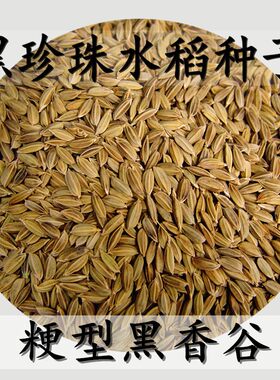 五常黑米稻种两件包邮