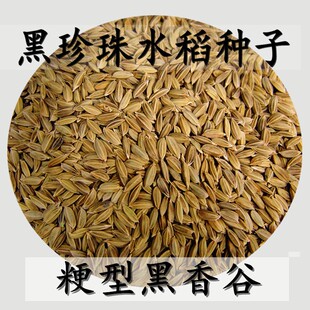 代购五常黑香米稻种优质黑米种子500g原产地发货两件包邮