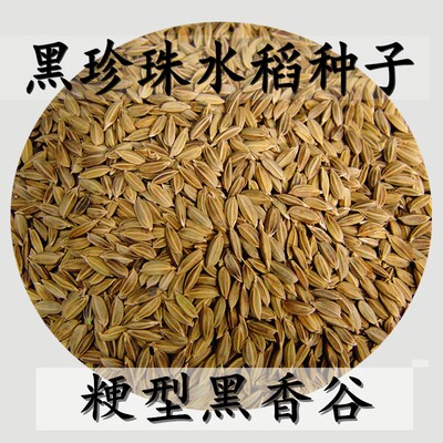 五常黑米稻种两件包邮