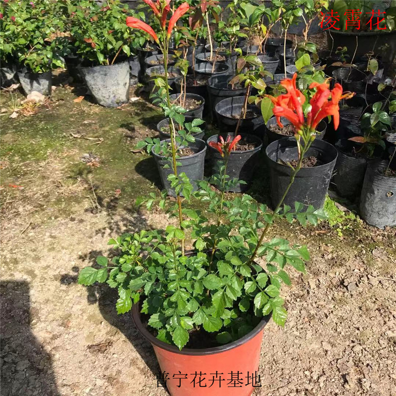 庭院爬藤植物耐寒凌霄花苗图片