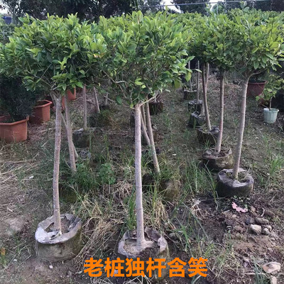 易种好活浓香四溢四季常青
