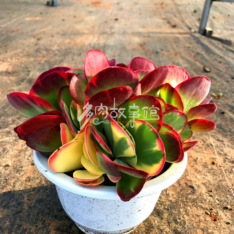 满额包邮多肉【唐印锦多头】大盆红色阳台庭院可养露养超萌防辐射