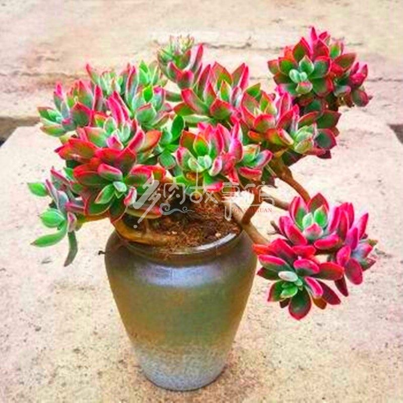 满额包邮多肉【锦晃星老桩】多头多株苗妖状大盆绿植花卉防辐射