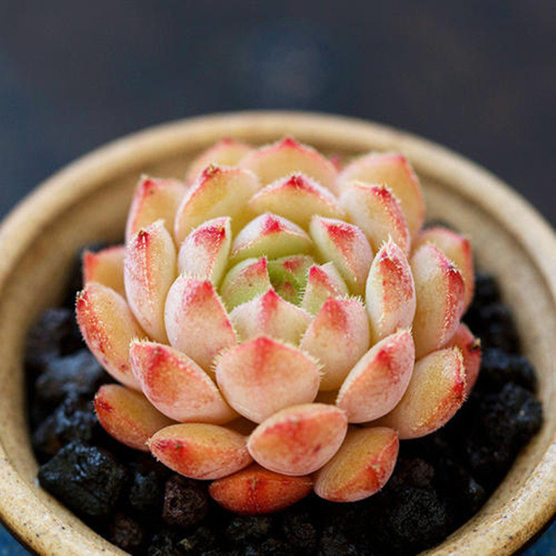 满额包邮/多肉植物【玫瑰莲】昆明开挂区塑料盆土种好阳台