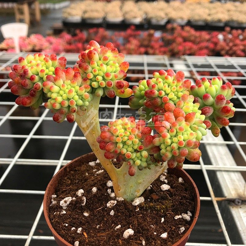 多肉植物【果冻乙女心缀化】含盆土新手四季好养盆栽阳台庭院楼顶