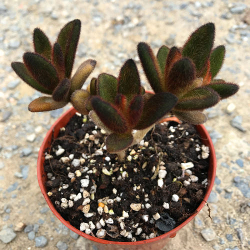 多肉植物孙悟空兔耳朵稀少品种