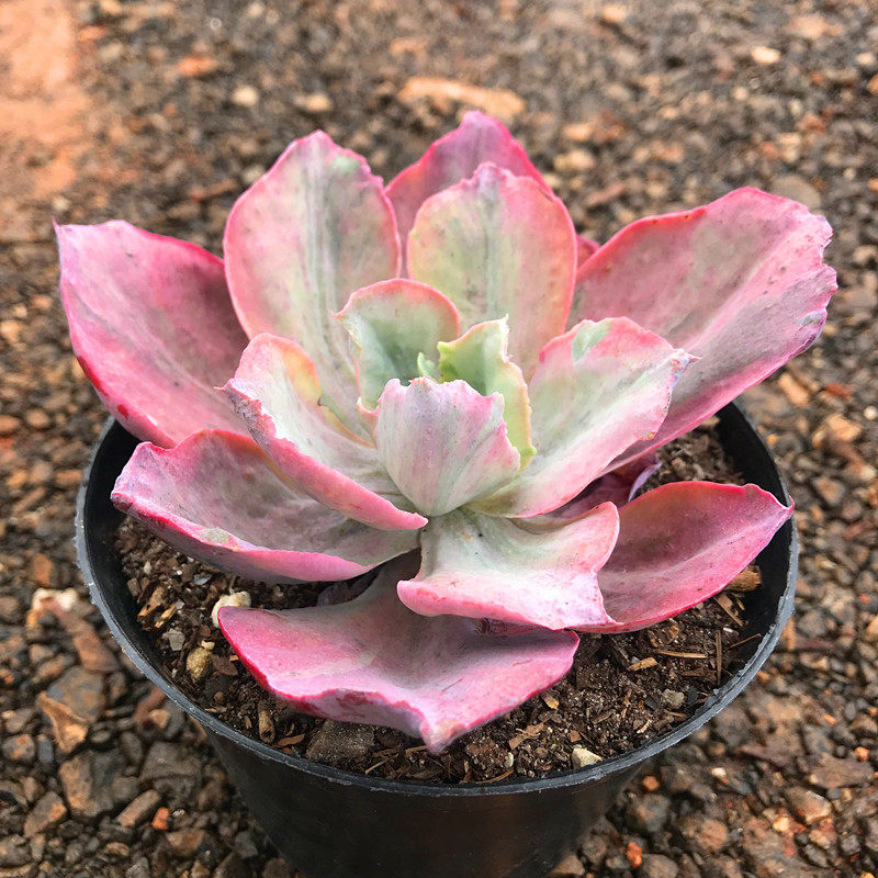 满额包邮多肉【婚纱锦】小贵货含盆土发好养萌肉阳台庭院防辐射