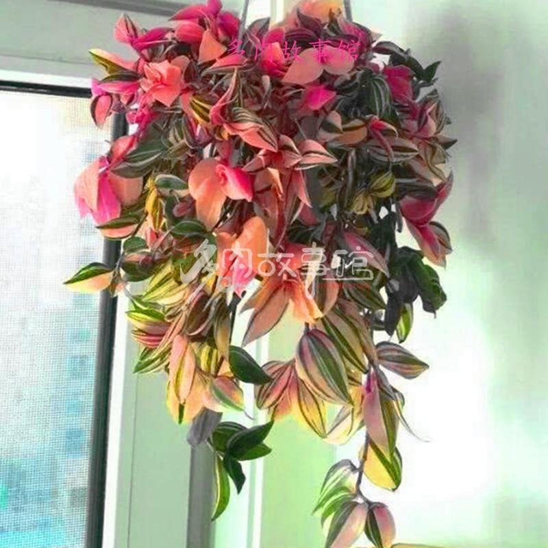 多肉植物 婚礼吊兰油画稀少品种室内阳台挂壁大颗花卉净化空气美