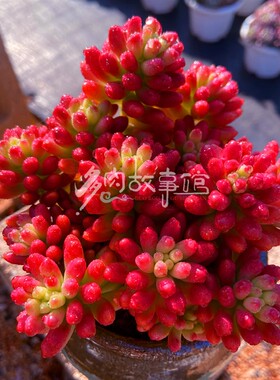 多肉植物 转运珠 虹之玉锦果冻粉红色精品状态颜值高