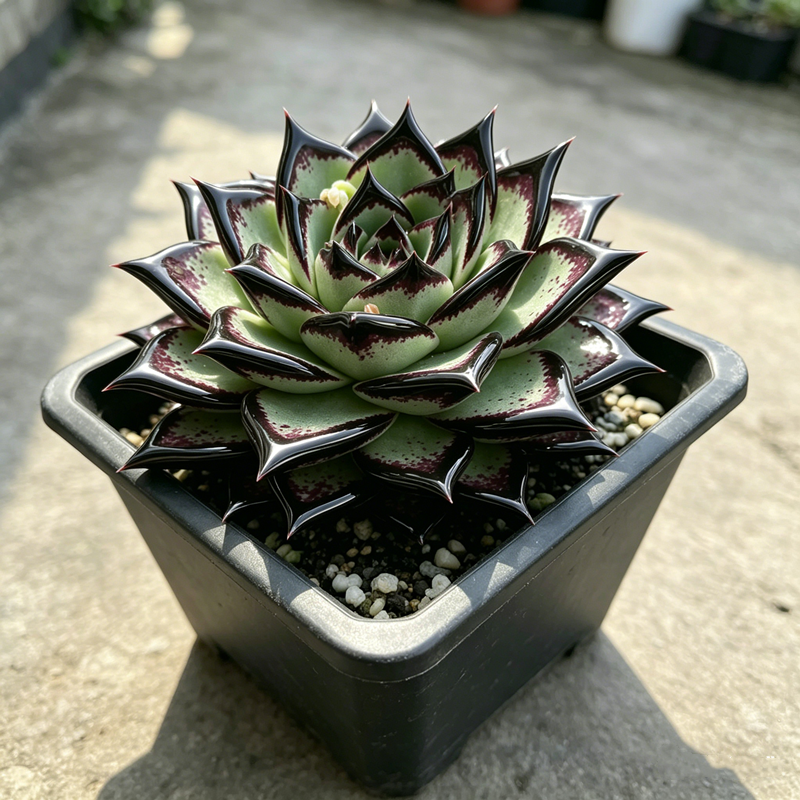 多肉植物 黑魔莲盆栽带盆黑红色渐变老桩室内绿植新手易养花卉