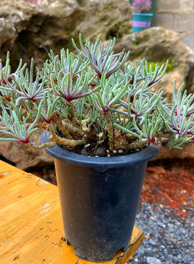 白菊贵货新品系列庭院多肉植物