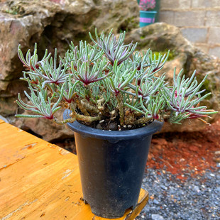 多肉植物 迎客松老桩天赐整群新品系列白菊稀有贵货阳台庭院楼顶