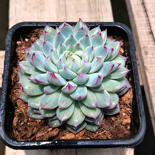 多肉植物 桃之夭夭内勾拉丝名贵稀有品种带盆栽好阳台绿植花卉